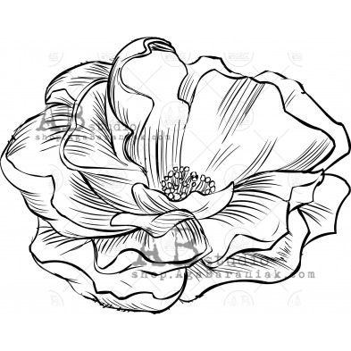 Rubber stamp ID-1094 "wild rose"